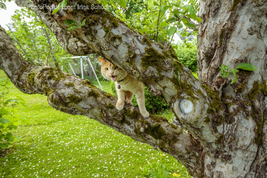 Tree, Plant, Tree Trunk, Mammal, Animal