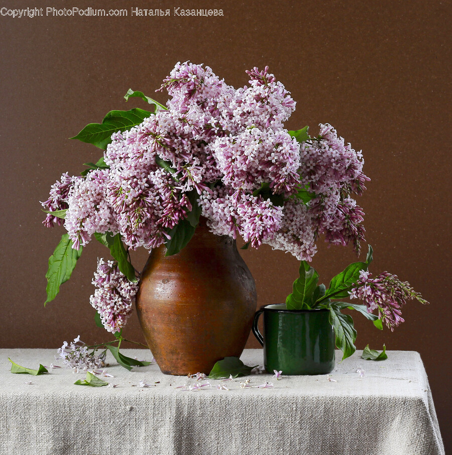 Plant, Flower, Blossom, Flower Arrangement, Flower Bouquet