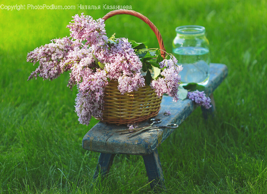 Plant, Flower, Blossom, Jar, Potted Plant