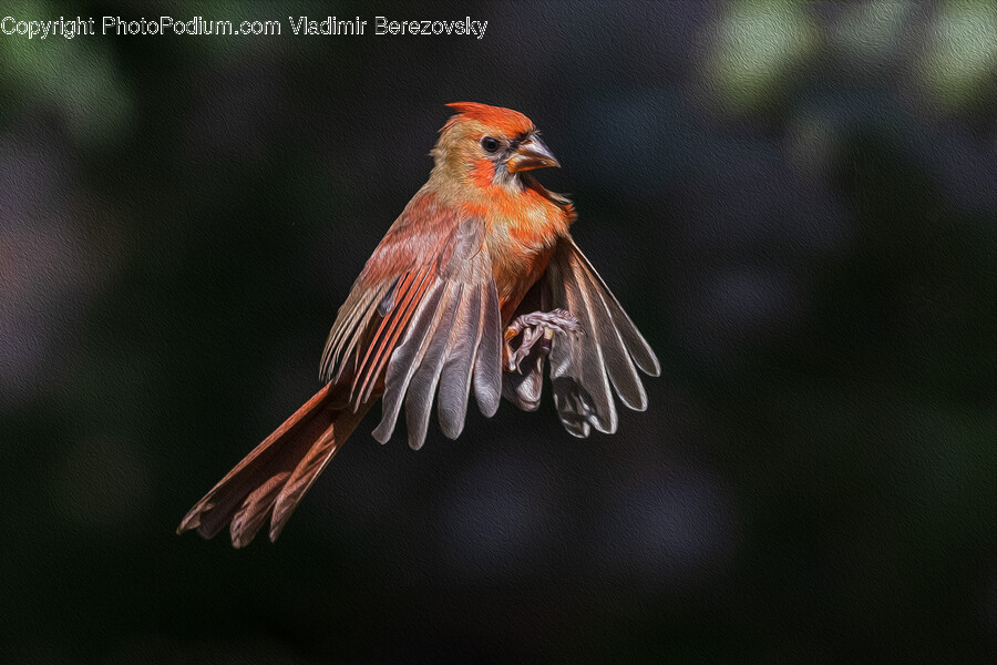 Bird, Animal, Cardinal, Finch