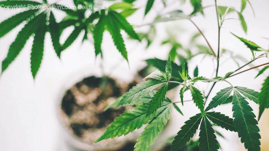 Leaf, Plant, Weed, Vase, Jar
