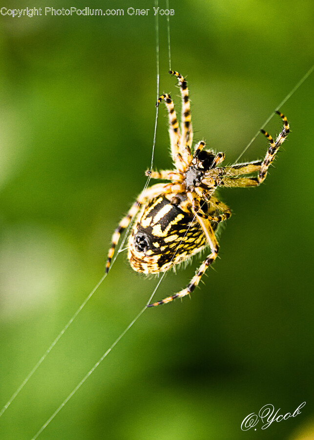 Garden Spider, Spider, Invertebrate, Animal, Insect