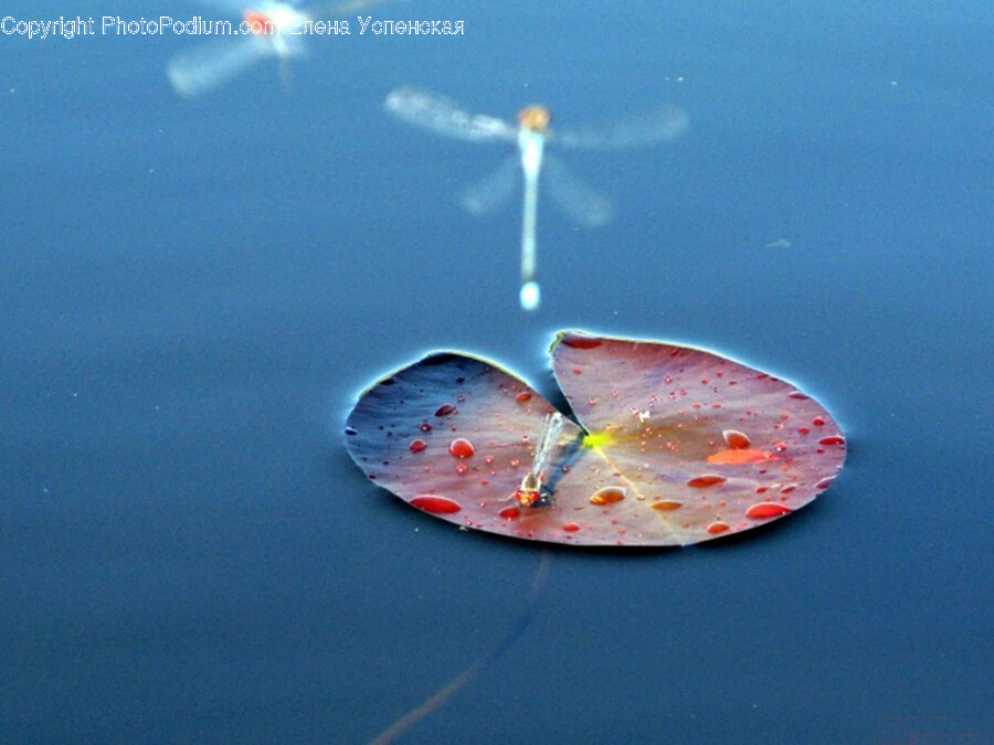 Petal, Plant, Flower, Blossom, Water