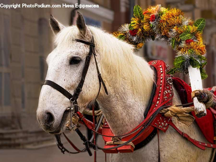 Animal, Horse, Mammal, Equestrian, Person, Conifer, Fir