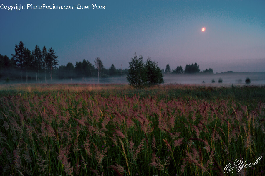 Grass, Plant, Nature, Outdoors, Fir