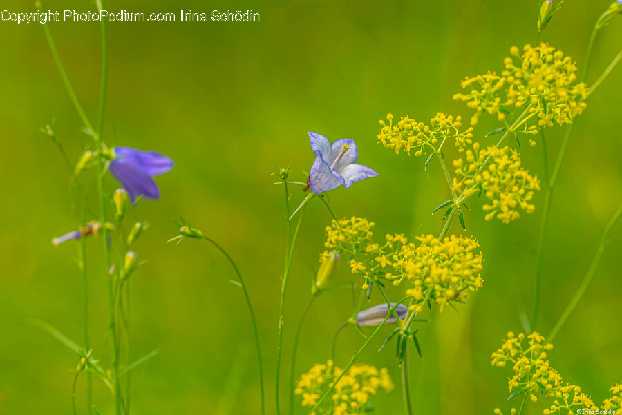 Plant, Flower, Blossom, Geranium, Petal