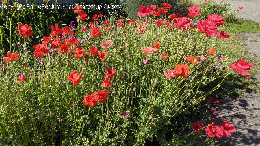 Plant, Flower, Blossom, Poppy, Geranium