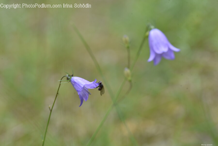 Plant, Flower, Blossom, Insect, Animal