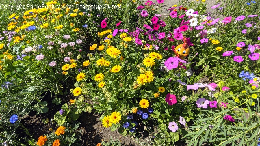 Plant, Geranium, Flower, Blossom, Daisy