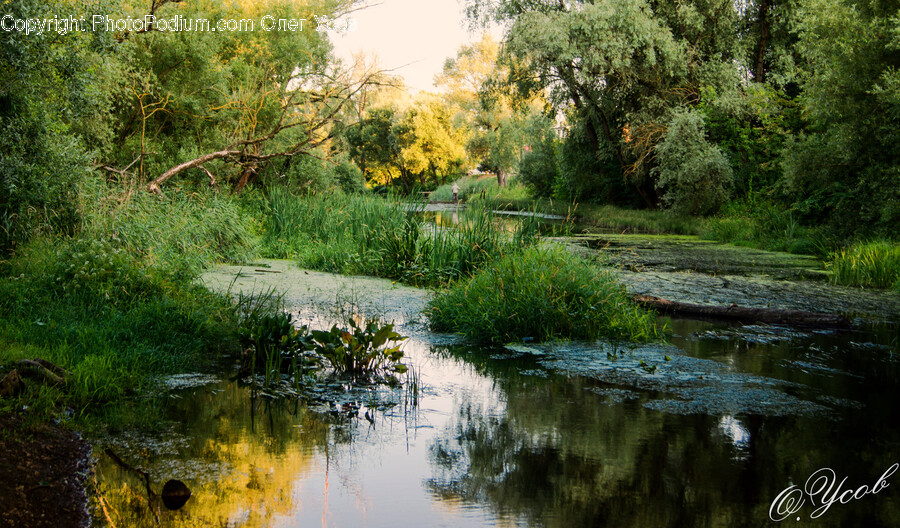 Land, Nature, Outdoors, Water, Swamp