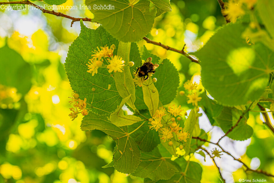 Veins, Leaf, Plant, Honey Bee, Animal
