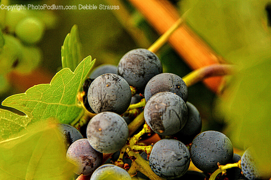Plant, Fungus, Fruit, Food, Grapes
