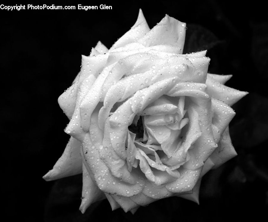 Blossom, Flower, Plant, Rose, People, Person, Human
