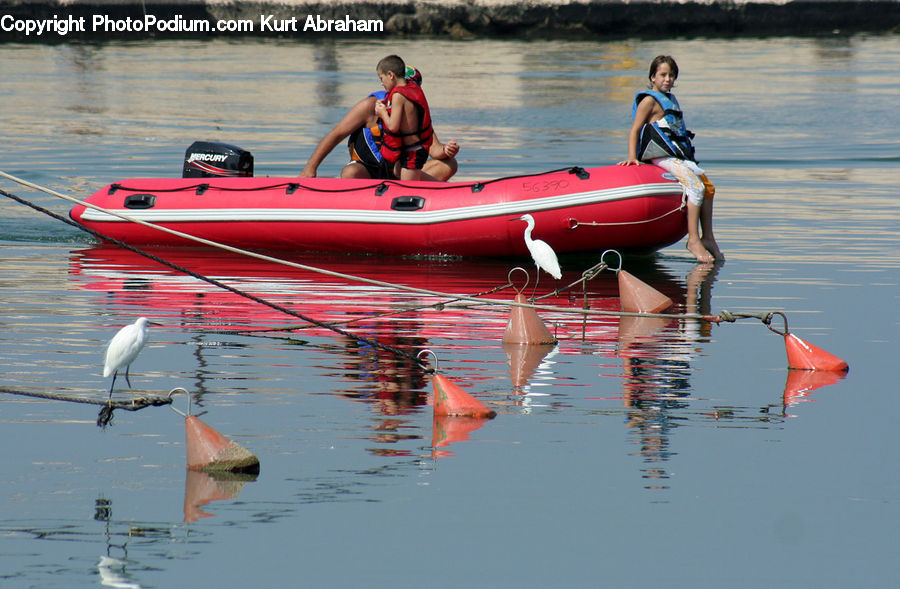 Human, People, Person, Ardeidae, Bird, Crane Bird, Heron