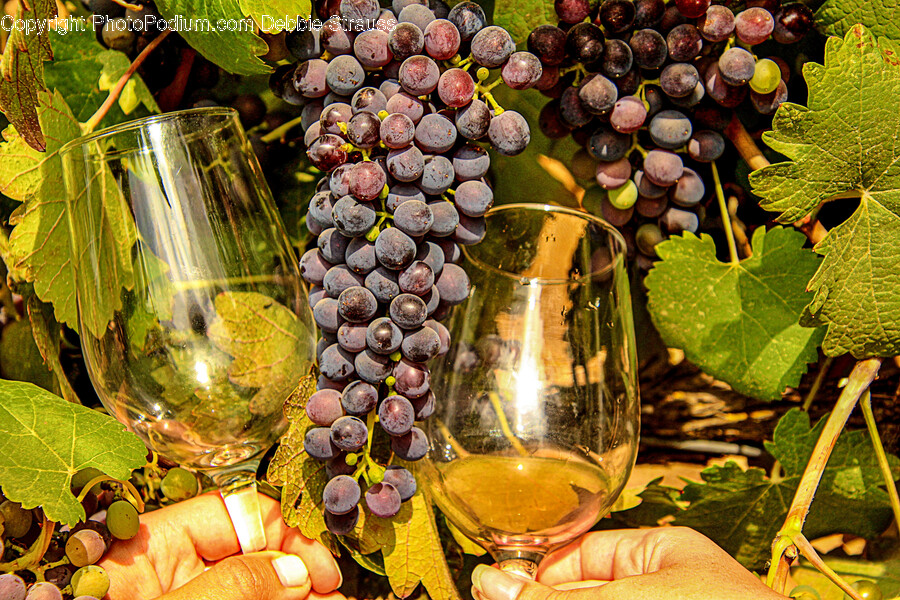 Plant, Grapes, Fruit, Food, Glass