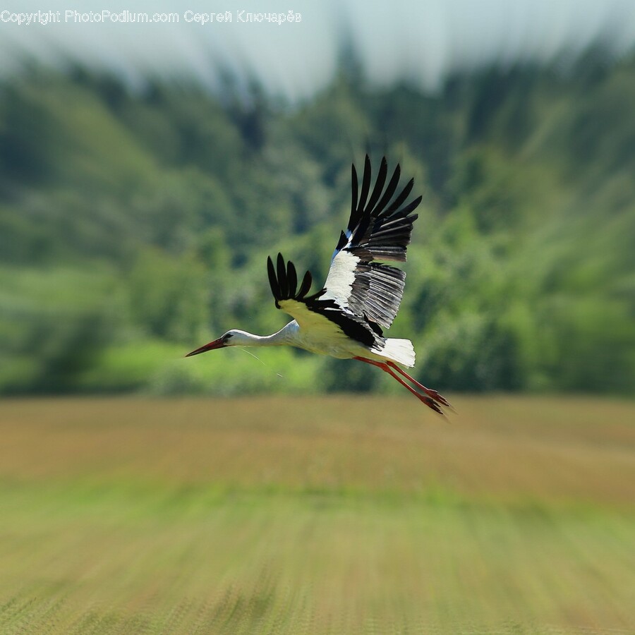 Bird, Animal, Flying, Stork