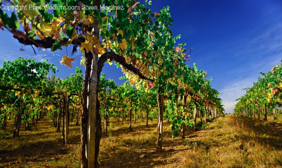 Nature, Outdoors, Vineyard, Countryside, Farm