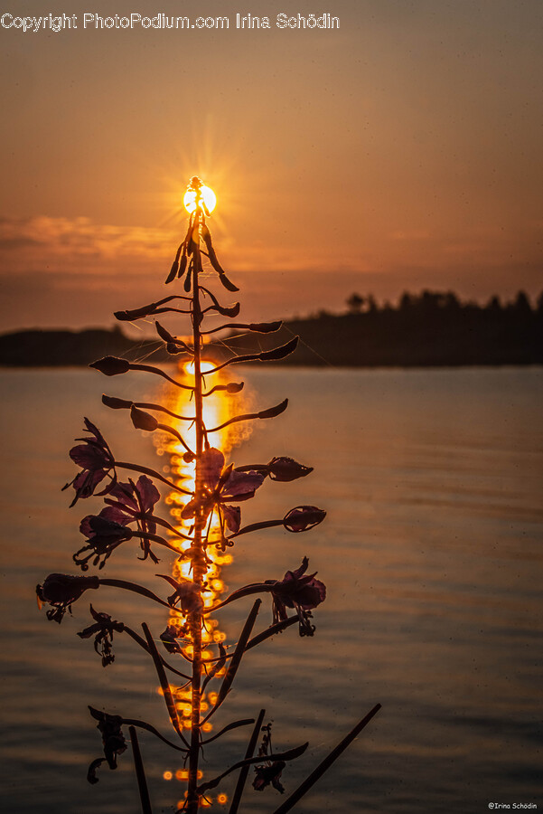 Flare, Light, Outdoors, Sunlight, Sunset