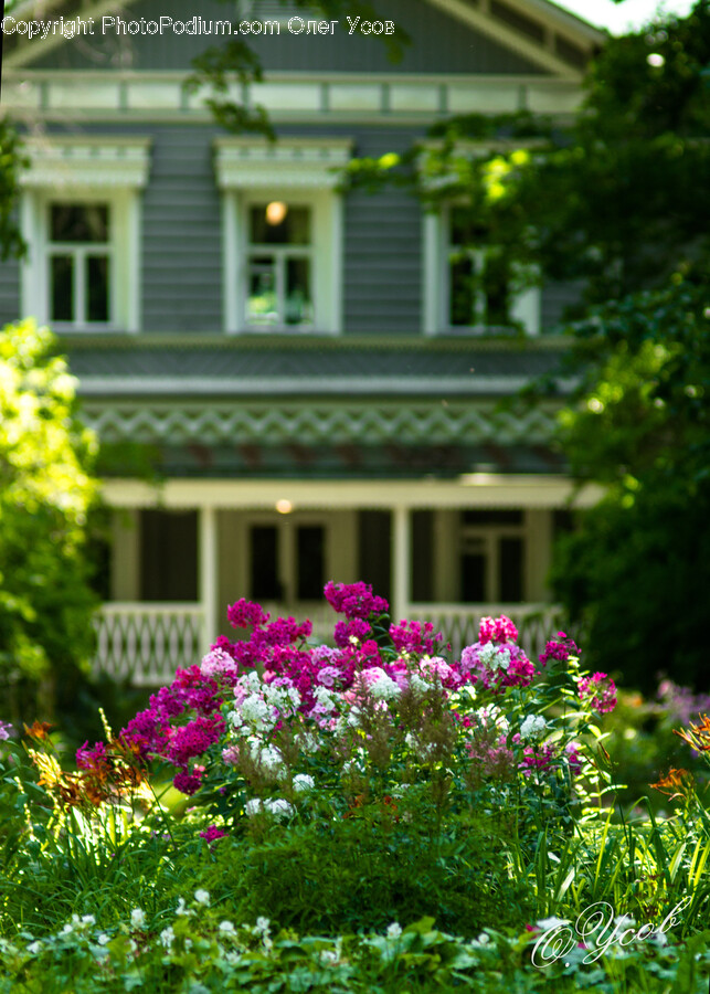 Outdoors, Plant, Garden, Geranium, Flower