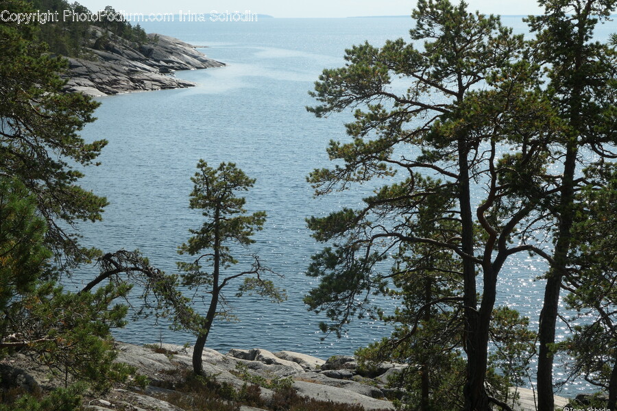 Promontory, Water, Nature, Tree, Plant