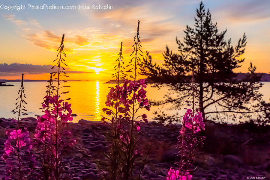 Nature, Outdoors, Flare, Light, Sunlight