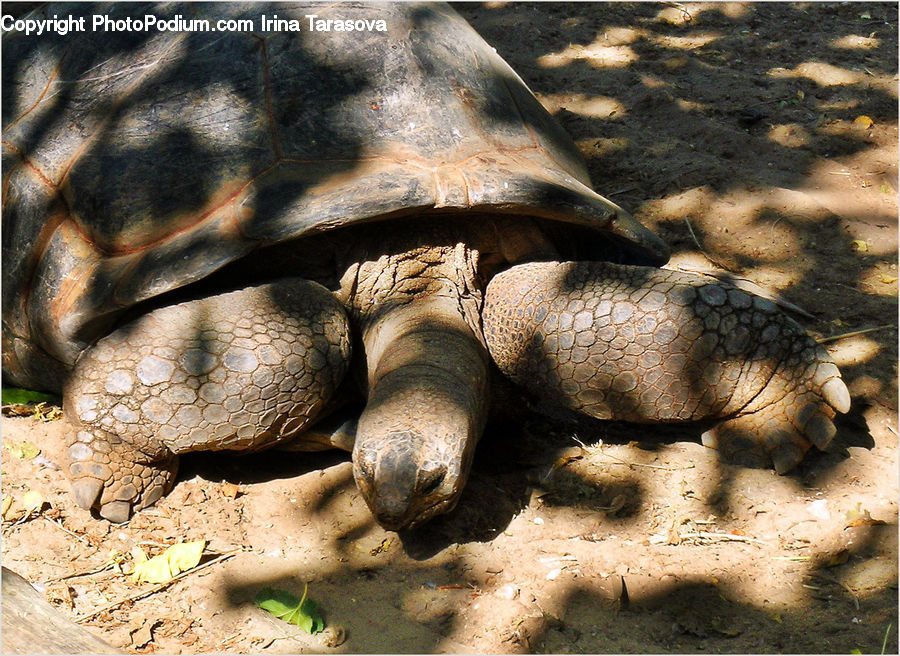 Reptile, Tortoise, Turtle, Box Turtle