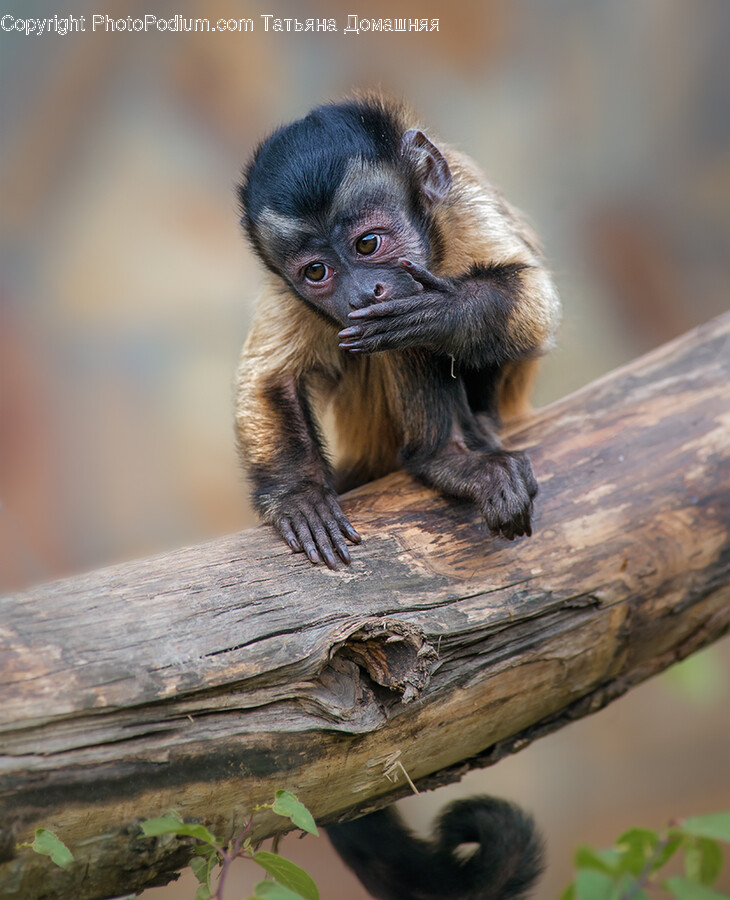 Monkey, Wildlife, Mammal, Animal, Bird