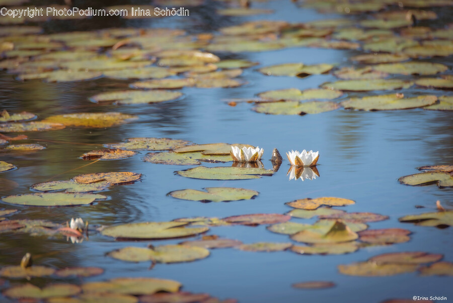 Lily, Plant, Flower, Blossom, Pond Lily