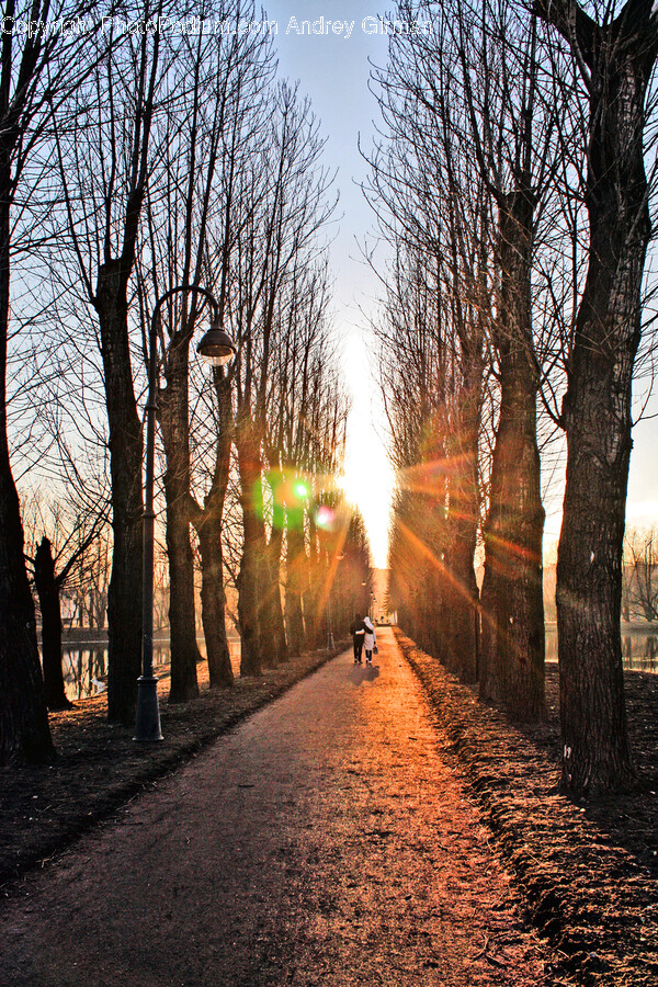 Flare, Light, Person, Human, Sunlight
