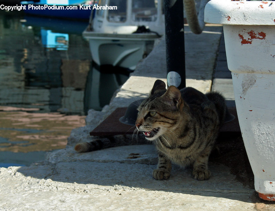 Animal, Cat, Mammal, Pet, Manx, Bench, Abyssinian