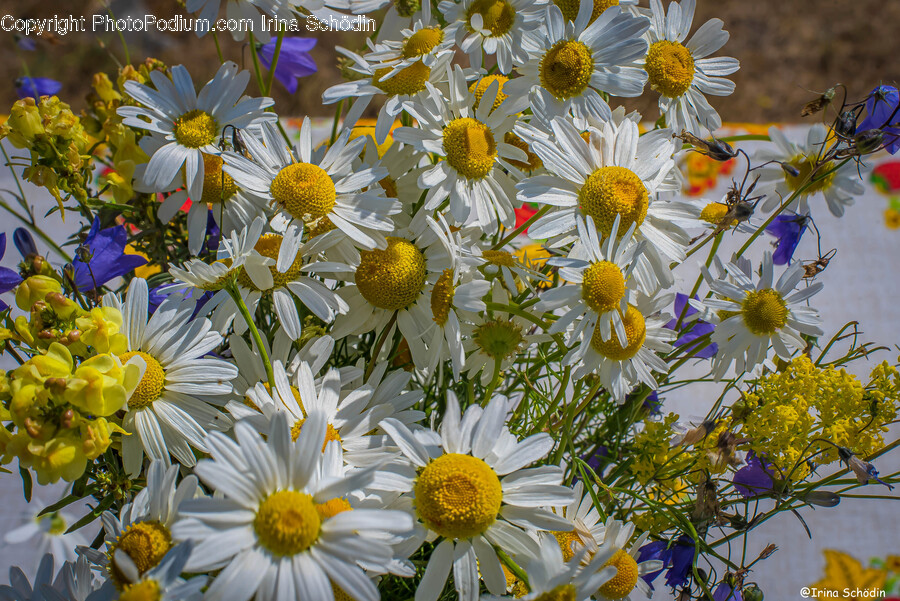 Plant, Daisy, Daisies, Flower, Blossom