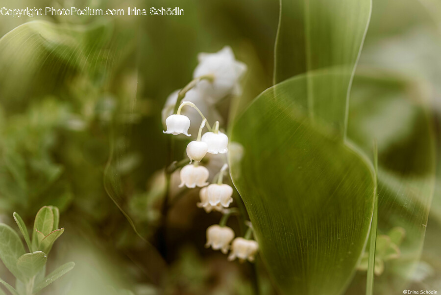 Plant, Flower, Blossom, Bud, Sprout