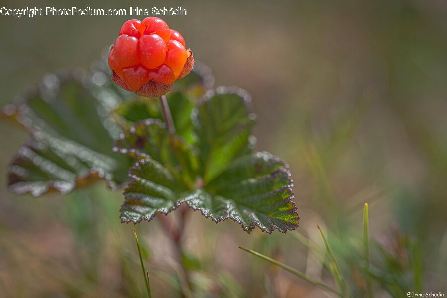 Plant, Raspberry, Fruit, Food