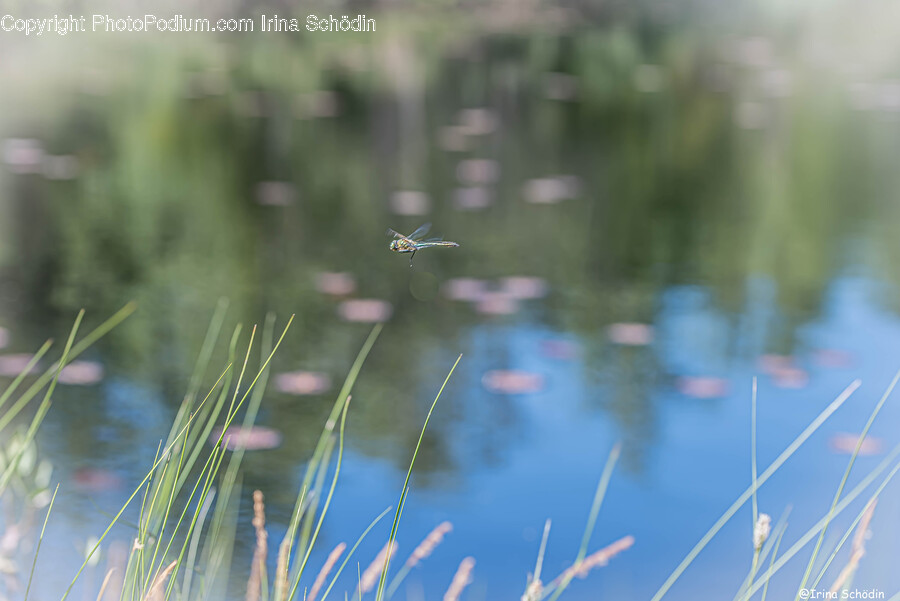 Grass, Plant, Water, Nature, Outdoors