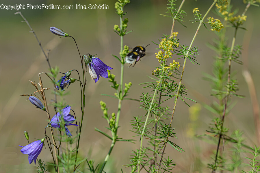 Plant, Flower, Blossom, Geranium, Honey Bee