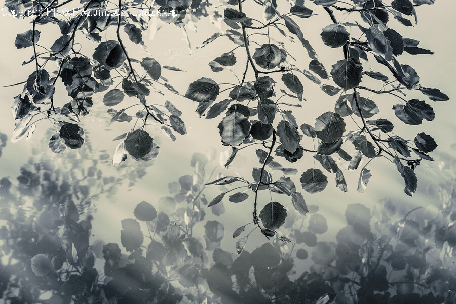 Nature, Outdoors, Plant, Leaf, Ice