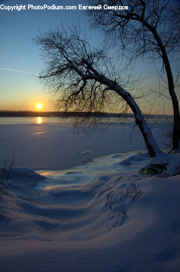 Dawn, Dusk, Sky, Sunrise, Sunset, Plant, Tree