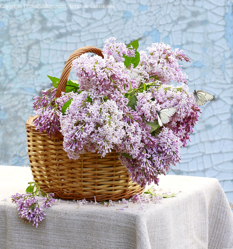 Plant, Flower, Blossom, Lilac, Flower Arrangement