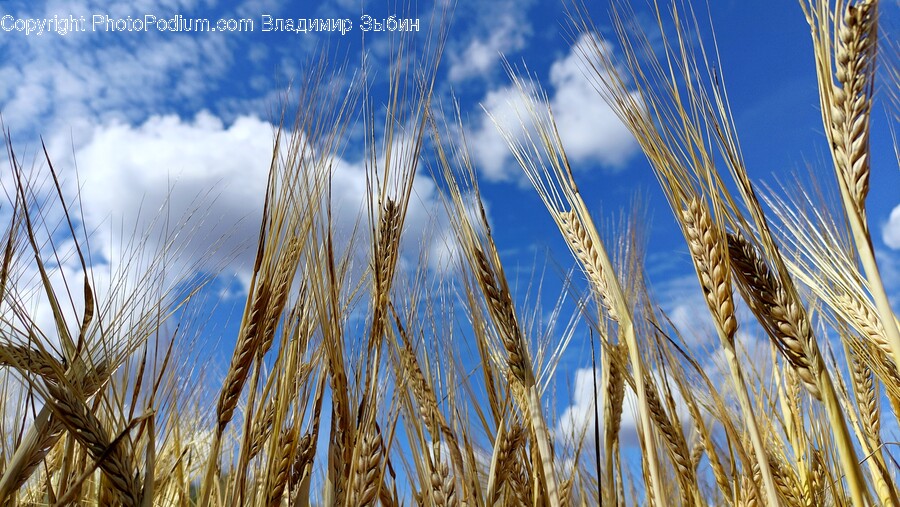 Plant, Produce, Food, Grain, Vegetable