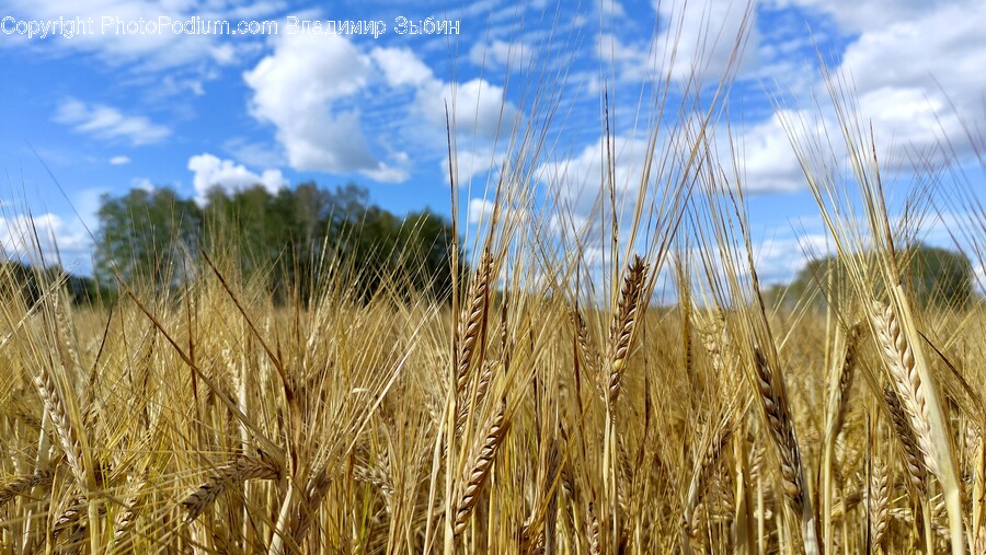 Plant, Produce, Food, Grain, Vegetable