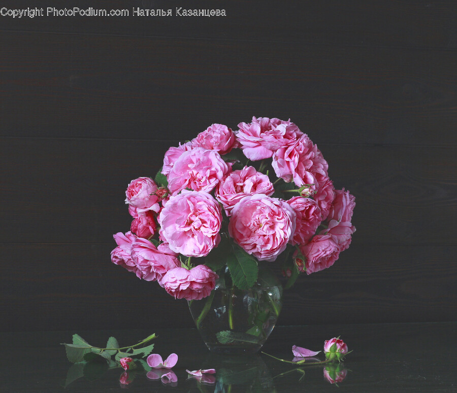 Plant, Flower, Blossom, Carnation, Peony