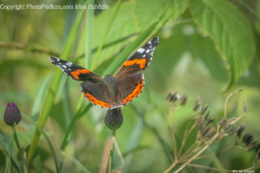 Insect, Invertebrate, Animal, Butterfly, Honey Bee