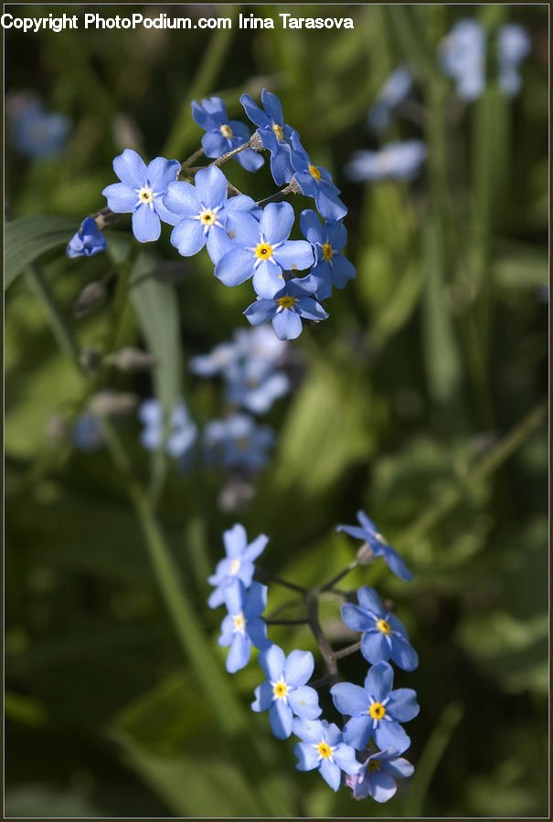 Blossom, Flora, Flower, Plant, Fiber, Flax, Lupin
