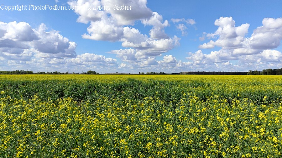 Grassland, Field, Outdoors, Nature, Countryside