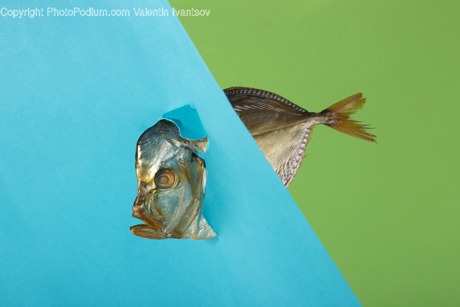 Bird, Animal, Fish, Spoke, Machine