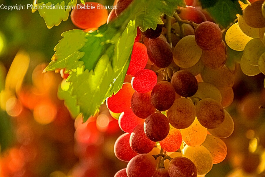Plant, Fruit, Food, Grapes, Produce