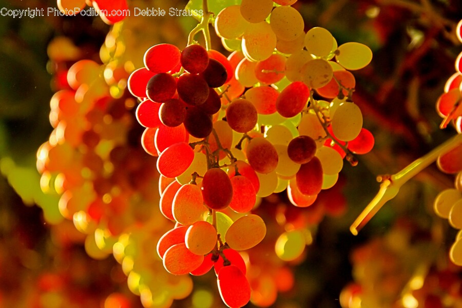 Grapes, Plant, Fruit, Food