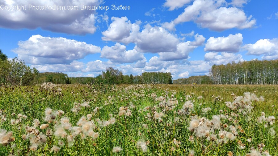 Field, Outdoors, Nature, Grassland, Weather