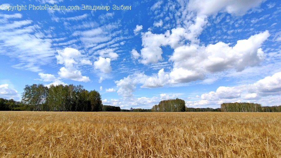 Field, Outdoors, Plant, Nature, Weather