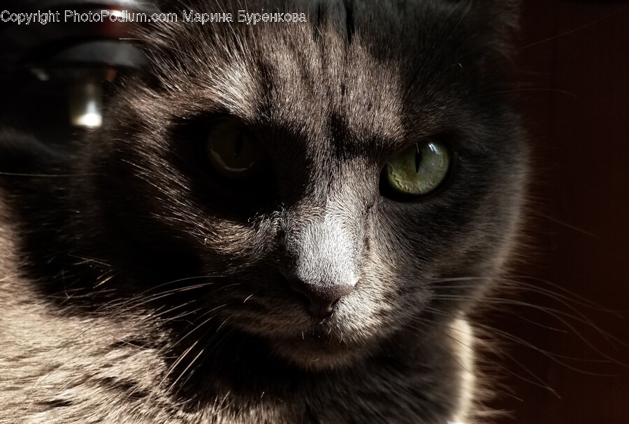 Cat, Pet, Mammal, Animal, Abyssinian
